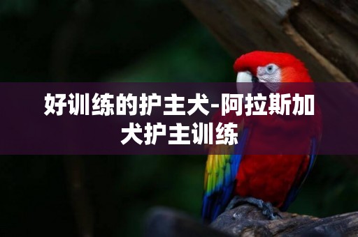 好訓練的護主犬-阿拉斯加犬護主訓練