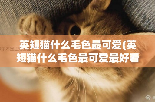 英短貓什么毛色最可愛(英短貓什么毛色最可愛最好看)