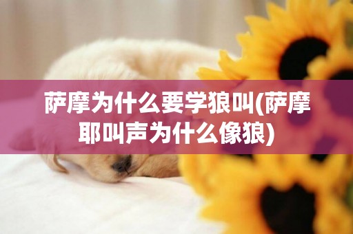 薩摩為什么要學狼叫(薩摩耶叫聲為什么像狼)