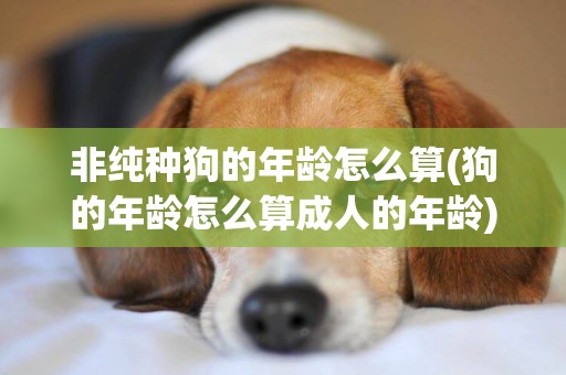 非純種狗的年齡怎么算(狗的年齡怎么算成人的年齡)