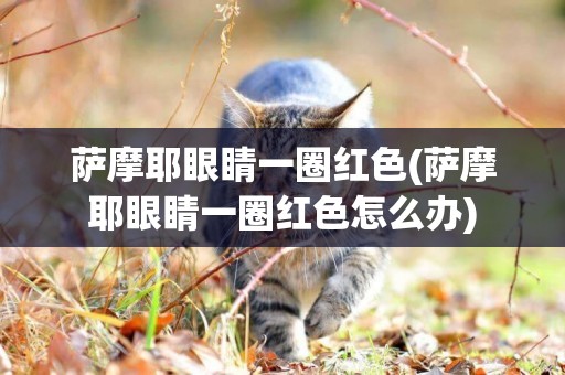 薩摩耶眼睛一圈紅色(薩摩耶眼睛一圈紅色怎么辦)