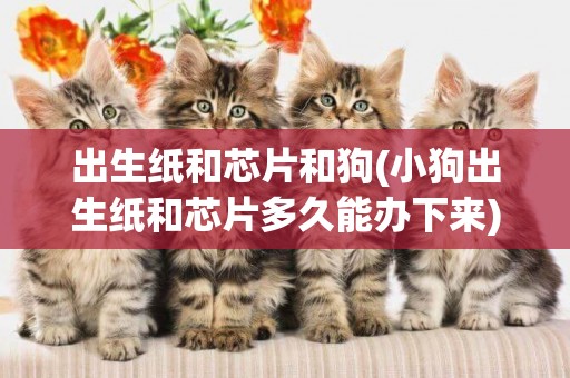 出生紙和芯片和狗(小狗出生紙和芯片多久能辦下來)