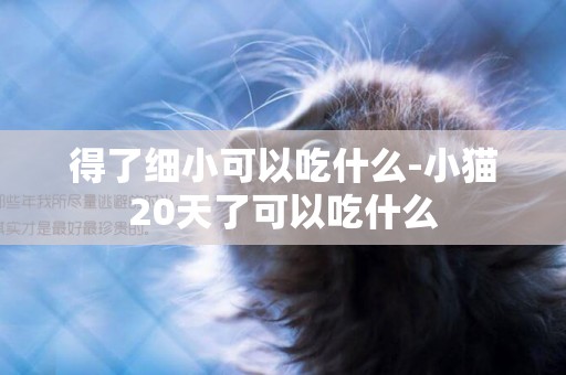得了細小可以吃什么-小貓20天了可以吃什么