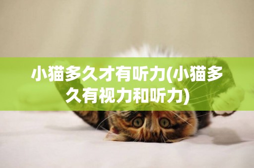 小貓多久才有聽力(小貓多久有視力和聽力)