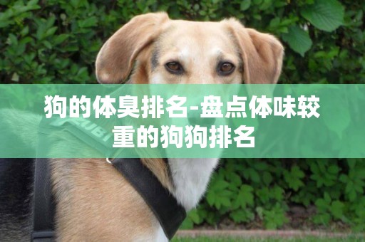 狗的體臭排名-盤點體味較重的狗狗排名