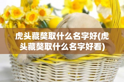 虎頭藏獒取什么名字好(虎頭藏獒取什么名字好看)
