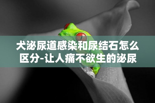 犬泌尿道感染和尿結石怎么區分-讓人痛不欲生的泌尿結石是怎么形成的