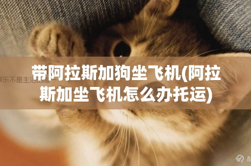 帶阿拉斯加狗坐飛機(阿拉斯加坐飛機怎么辦托運)