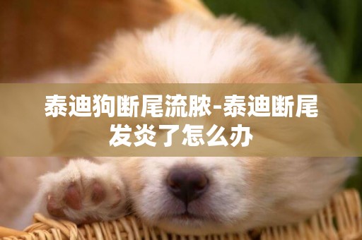 泰迪狗斷尾流膿-泰迪斷尾發炎了怎么辦
