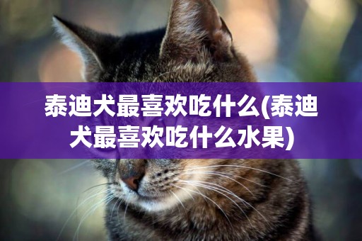 泰迪犬最喜歡吃什么(泰迪犬最喜歡吃什么水果)