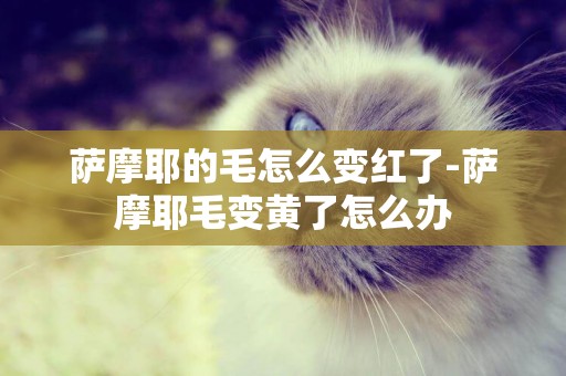 薩摩耶的毛怎么變紅了-薩摩耶毛變黃了怎么辦
