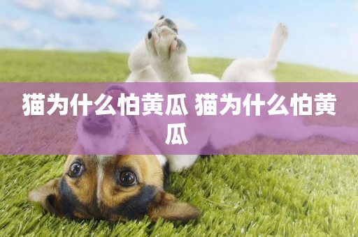 貓為什么怕黃瓜 貓為什么怕黃瓜 