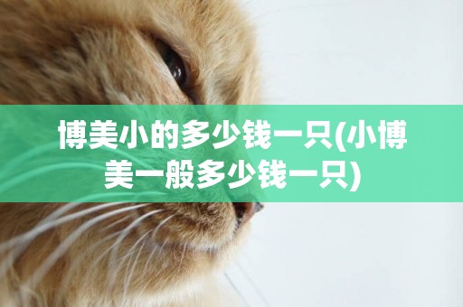 博美小的多少錢一只(小博美一般多少錢一只)