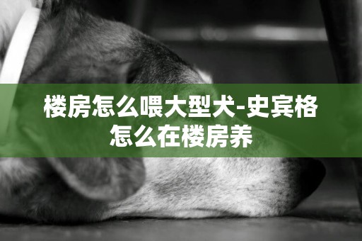 樓房怎么喂大型犬-史賓格怎么在樓房養