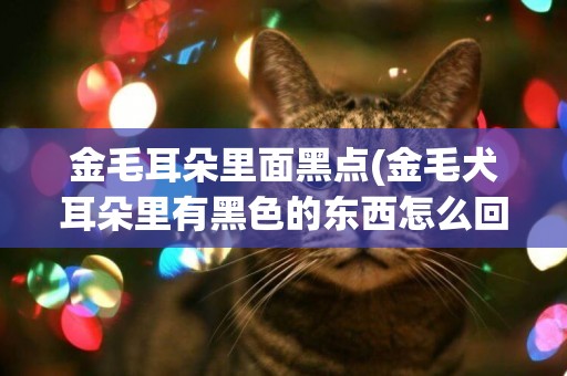 金毛耳朵里面黑點(金毛犬耳朵里有黑色的東西怎么回事)