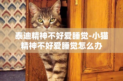 泰迪精神不好愛睡覺-小貓精神不好愛睡覺怎么辦