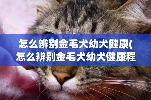怎么辨別金毛犬幼犬健康(怎么辨別金毛犬幼犬健康程度)