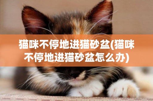 貓咪不停地進貓砂盆(貓咪不停地進貓砂盆怎么辦)