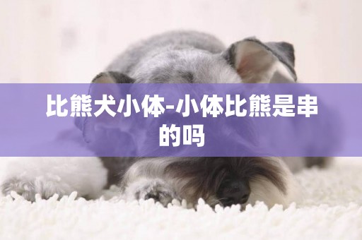 比熊犬小體-小體比熊是串的嗎