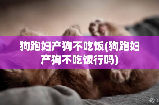 狗跑婦產狗不吃飯(狗跑婦產狗不吃飯行嗎)