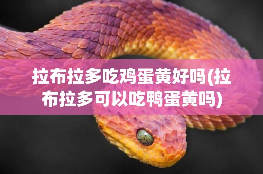 拉布拉多吃雞蛋黃好嗎(拉布拉多可以吃鴨蛋黃嗎)