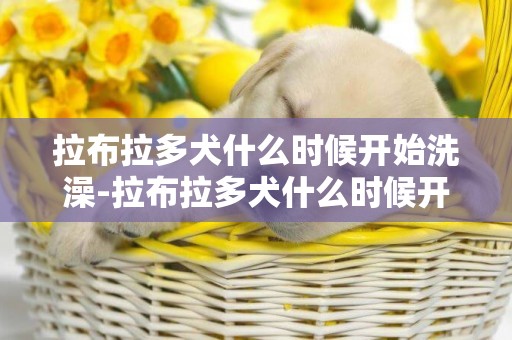 拉布拉多犬什么時候開始洗澡-拉布拉多犬什么時候開始訓練