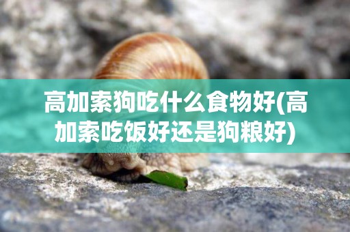 高加索狗吃什么食物好(高加索吃飯好還是狗糧好)