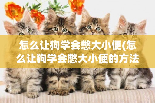怎么讓狗學會憋大小便(怎么讓狗學會憋大小便的方法)