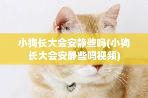 小狗長大會安靜些嗎(小狗長大會安靜些嗎視頻)