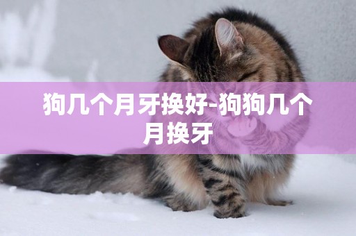 狗幾個月牙換好-狗狗幾個月換牙