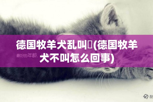 德國牧羊犬亂叫嚒(德國牧羊犬不叫怎么回事)