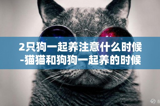 2只狗一起養注意什么時候-貓貓和狗狗一起養的時候應該注意一些什么