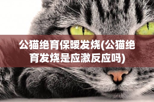 公貓絕育保曖發燒(公貓絕育發燒是應激反應嗎)