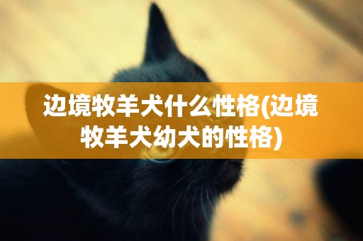 邊境牧羊犬什么性格(邊境牧羊犬幼犬的性格)