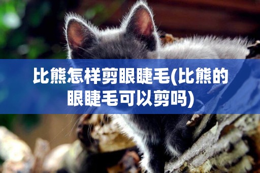 比熊怎樣剪眼睫毛(比熊的眼睫毛可以剪嗎)