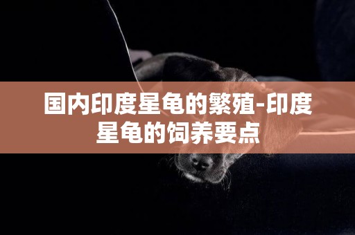 國內印度星龜的繁殖-印度星龜的飼養要點