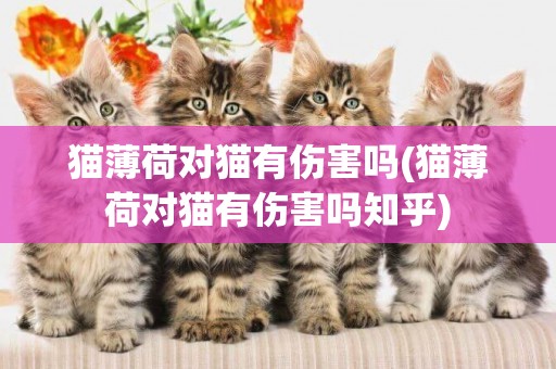 貓薄荷對貓有傷害嗎(貓薄荷對貓有傷害嗎知乎)