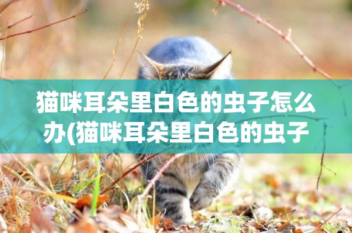 貓咪耳朵里白色的蟲子怎么辦(貓咪耳朵里白色的蟲子怎么辦用什么藥)