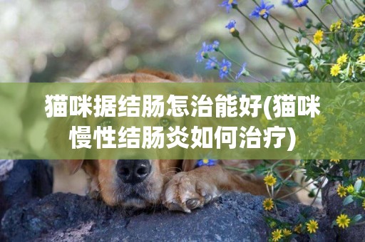 貓咪據結腸怎治能好(貓咪慢性結腸炎如何治療)
