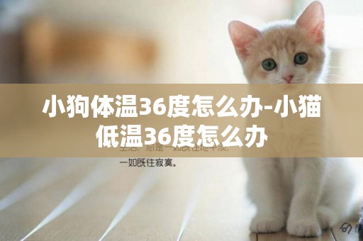 小狗體溫36度怎么辦-小貓低溫36度怎么辦