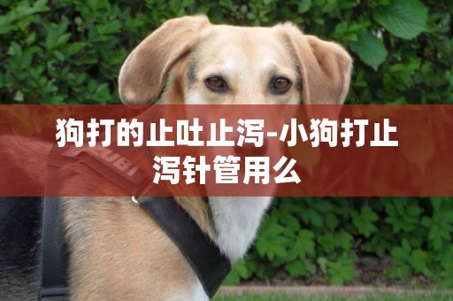 狗打的止吐止瀉-小狗打止瀉針管用么