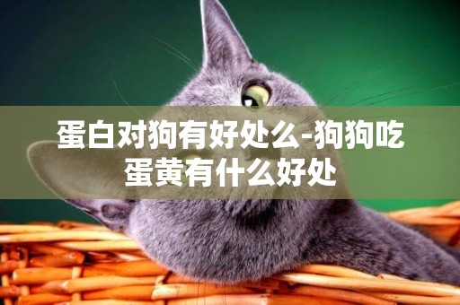 蛋白對狗有好處么-狗狗吃蛋黃有什么好處