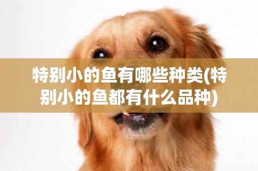 特別小的魚有哪些種類(特別小的魚都有什么品種)