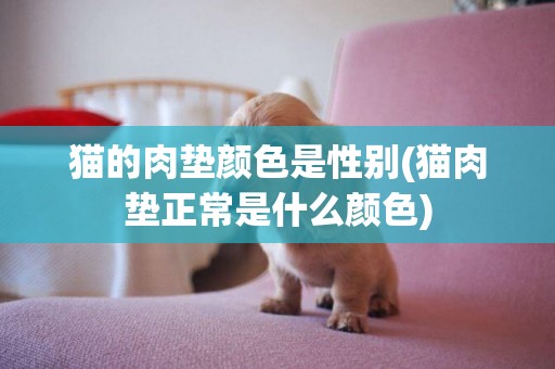 貓的肉墊顏色是性別(貓肉墊正常是什么顏色)