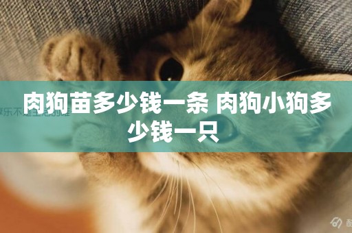 肉狗苗多少錢一條 肉狗小狗多少錢一只 