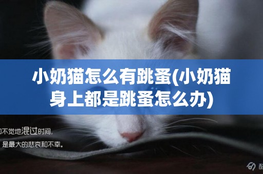 小奶貓怎么有跳蚤(小奶貓身上都是跳蚤怎么辦)