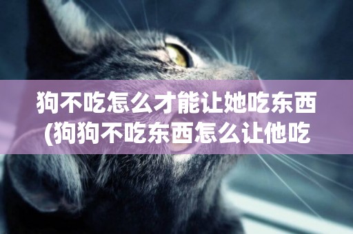 狗不吃怎么才能讓她吃東西(狗狗不吃東西怎么讓他吃東西)