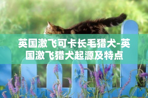 英國激飛可卡長毛獵犬-英國激飛獵犬起源及特點