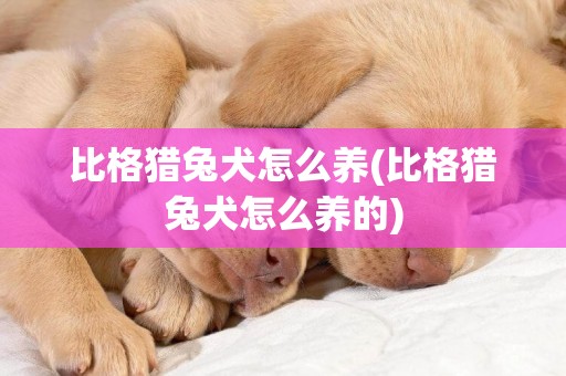 比格獵兔犬怎么養(比格獵兔犬怎么養的)