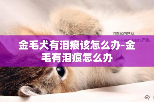 金毛犬有淚痕該怎么辦-金毛有淚痕怎么辦